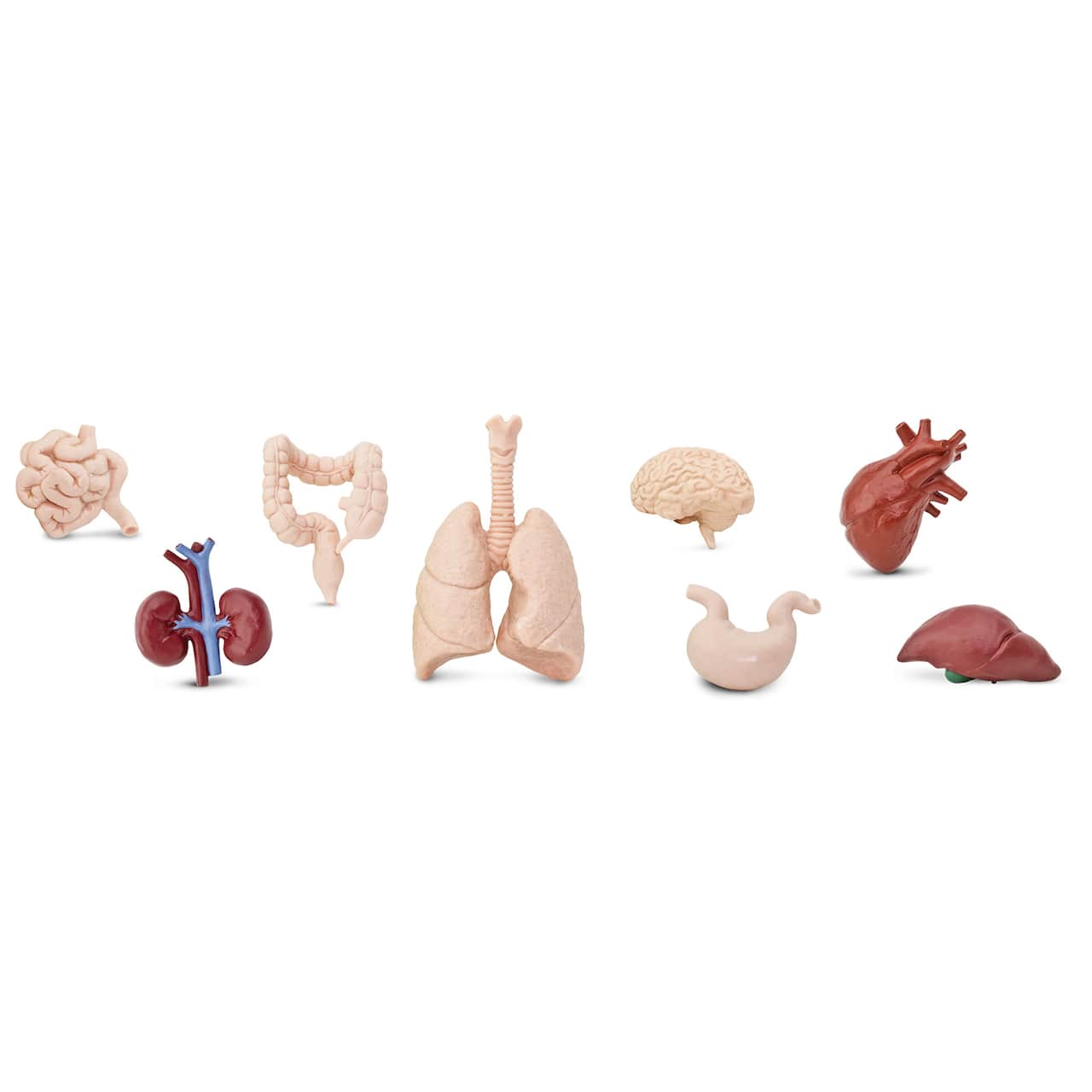 Safari Ltd&#xAE; Toob&#xAE; Human Organs